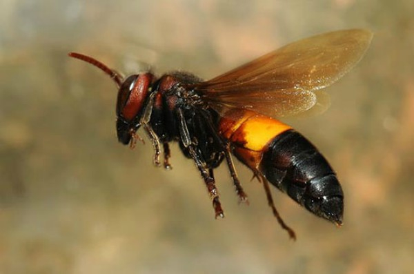 Các mối nguy hại mà các loài côn trùng có thể gây ra
