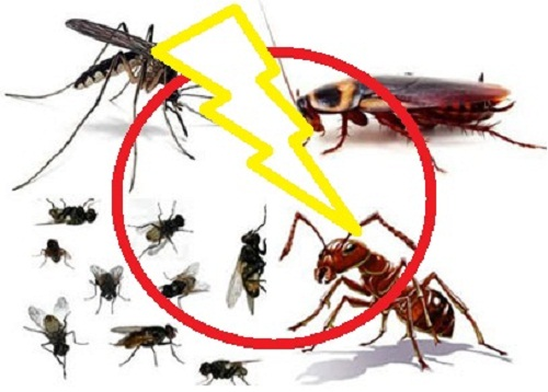 Các mối nguy hại mà các loài côn trùng có thể gây ra