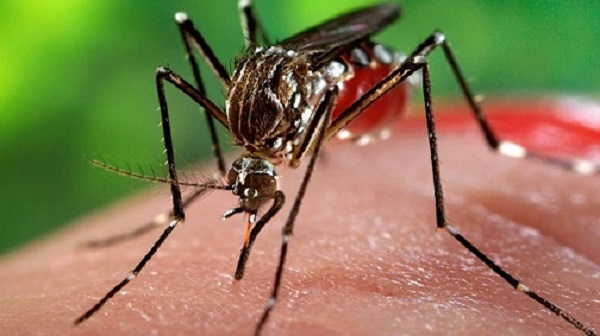 Cửa lưới chống muỗi xếp giúp ngăn muỗi và côn trùng hiệu quả