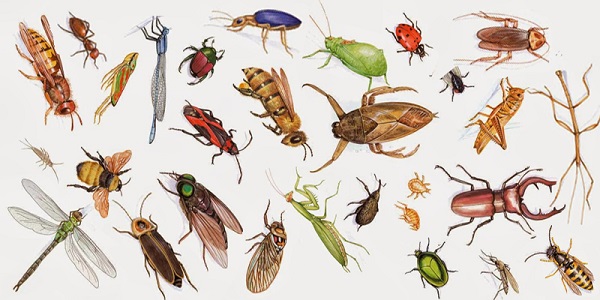 Lợi ích và tác hại của các loài côn trùng