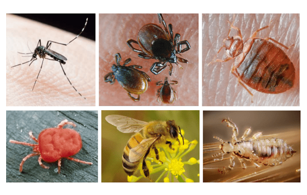 Lợi ích và tác hại của các loài côn trùng