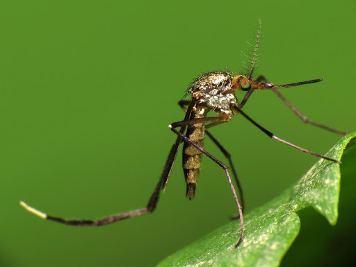 Những bệnh do muỗi gây ra và lợi ích của cửa lưới chống muỗi