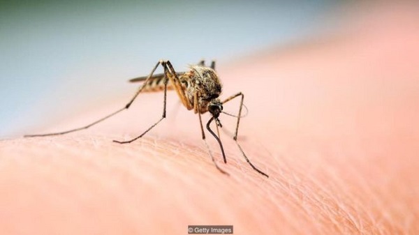 Những căn bệnh do muỗi gây ra và cách phòng chống hiệu quả