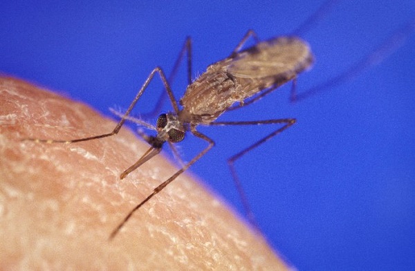Những điều cần biết về muỗi và một số cách phòng chống tự nhiên