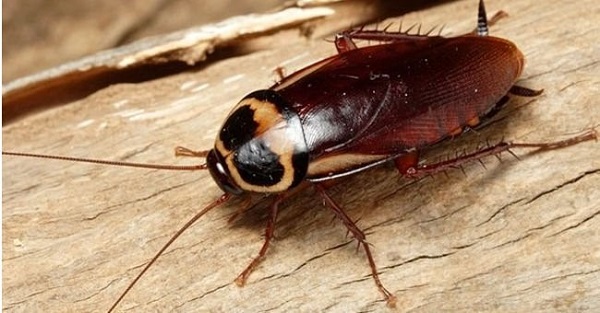 Những loại côn trùng gây hại có thể sống trong nhà bạn