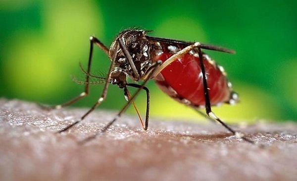 Những loại côn trùng gây hại có thể sống trong nhà bạn
