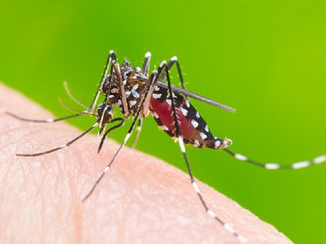 Tác hại của côn trùng và cách bảo vệ sức khỏe cả gia đình bạn