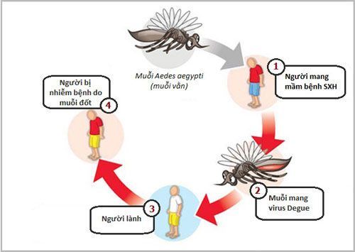 Tác nhân gây ra bệnh sốt xuất huyết và cách phòng chống