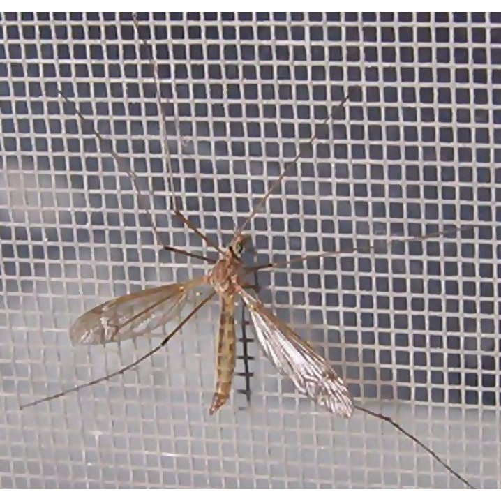 Tìm hiểu về cửa lưới chống muỗi không ray