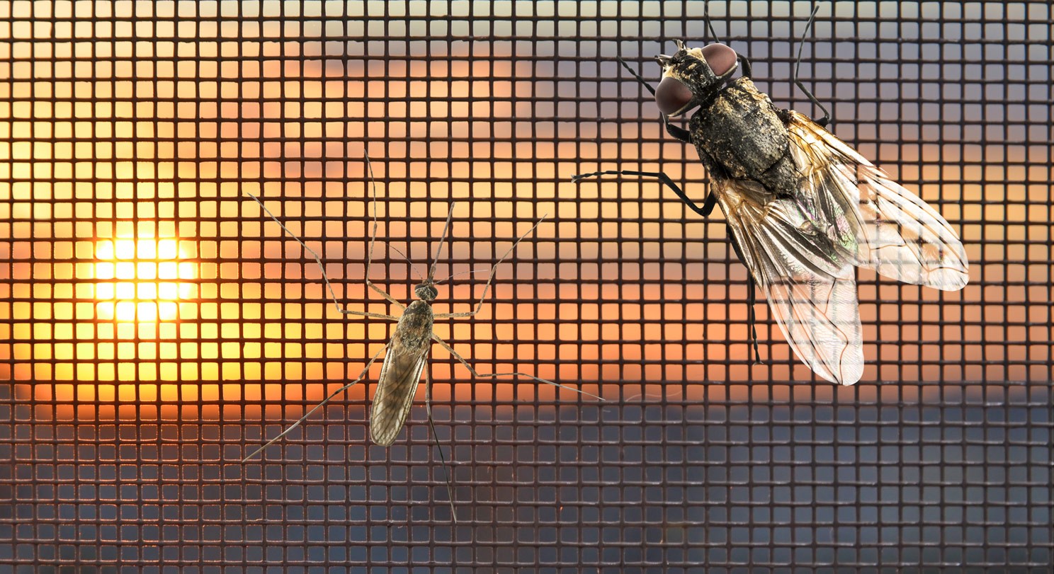 6 giải pháp ngăn ngừa côn trùng cho gia đình bạn