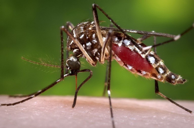 Phòng bệnh sốt xuất huyết an toàn với cửa lưới chống muỗi