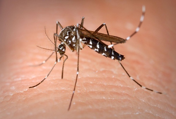 Một số căn bệnh nguy hiểm do muỗi gây ra