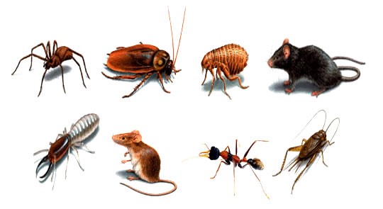 Những căn bệnh nguy hiểm do côn trùng gây ra