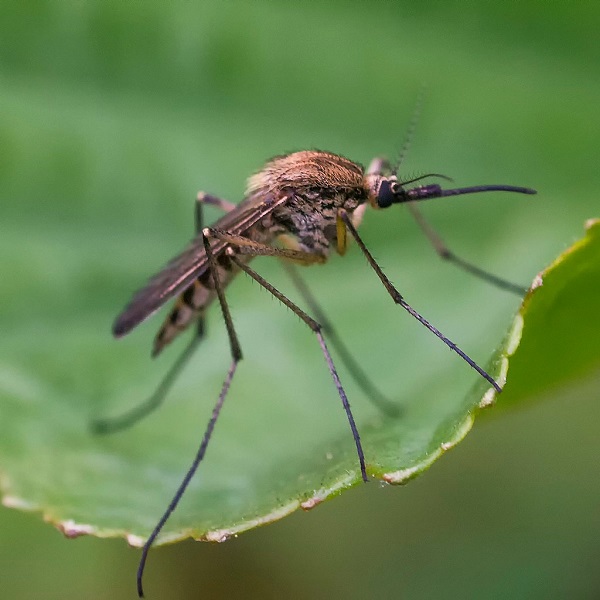Những điều cần biết về muỗi và một số cách phòng chống tự nhiên