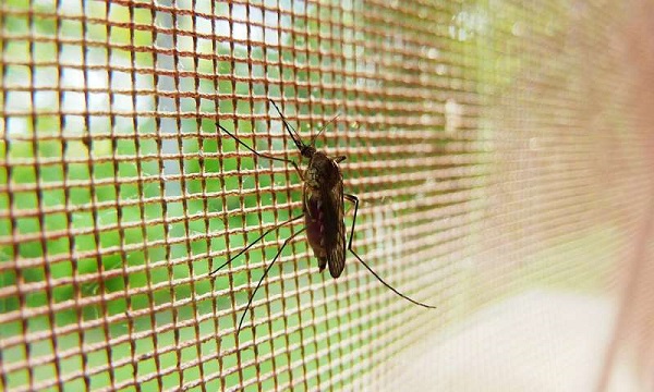 Những lợi ích tuyệt vời của cửa lưới chống muỗi mà bạn cần phải biết