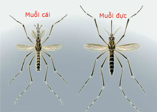 Những sự thật có thể bạn không biết về muỗi