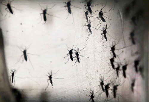 Những sự thật thú vị về loài muỗi