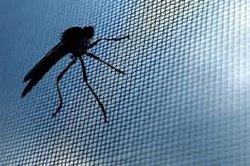 Lưới chống muỗi inox giá bao nhiêu