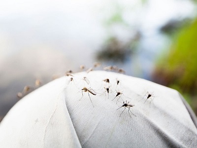 Mùa muỗi kéo dài bao lâu