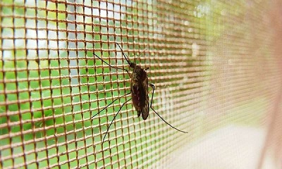 Những biện pháp phòng tránh muỗi cho mùa mưa sắp đến
