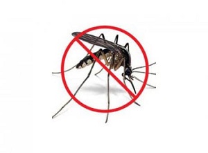 Những loại cây trồng có thể đuổi muỗi hiệu quả