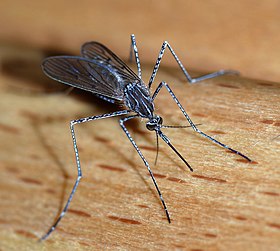 Tìm hiểu về loài muỗi và biện pháp phòng chống muỗi