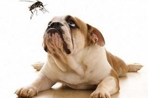 Chống muỗi cho thú cưng nhà bạn