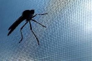 Lưới chống muỗi inox giá bao nhiêu