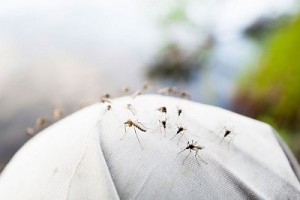 Mùa muỗi kéo dài bao lâu