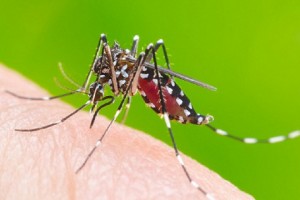 Những căn bệnh do muỗi gây ra và cách phòng chống hiệu quả