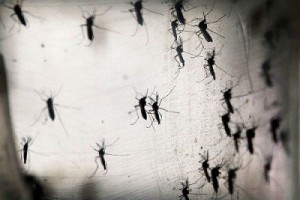 Những sự thật thú vị về loài muỗi