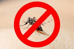 Phòng bệnh là cách chống muỗi bằng cửa lưới chống muỗi