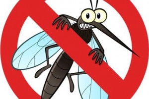 Phương pháp chống muỗi lâu dài cho ngôi nhà của bạn