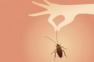 Tác hại của côn trùng và cách bảo vệ sức khỏe cả gia đình bạn