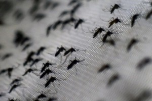 Vài điều thú vị về muỗi có thể bạn chưa biết